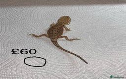 Bearded Dragon reptiles for sale: Various Baby Bearded Dragons For Sale - Advert 30