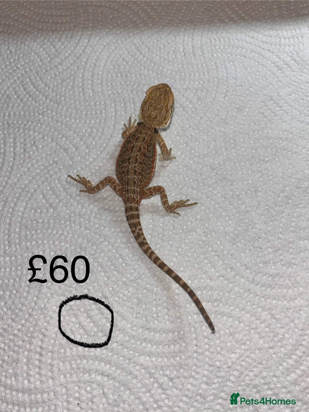 Bearded Dragon reptiles for sale: Various Baby Bearded Dragons For Sale - Advert 30