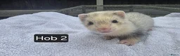 Ferret rodents for sale: Silver Ferret Kits Ready To Leave - Advert 12