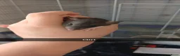 Rat rodents for sale: Dumbo and rex baby rats  in Brierley Hill - Advert 9