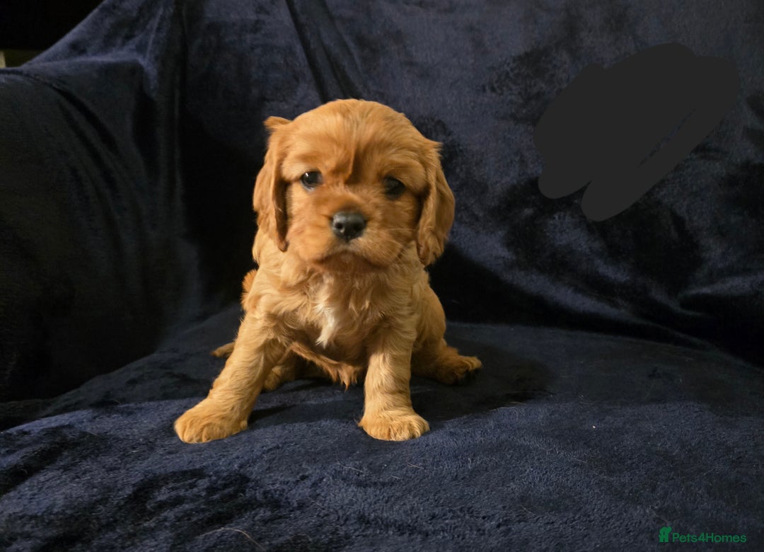 Cavalier King Charles Spaniel dogs for sale: Ruby cavalier king charles puppies  - Image 8