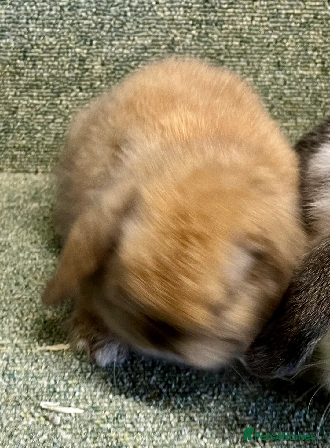Mini Lop rabbits for sale: Mini lop sweet baby female - Advert 2