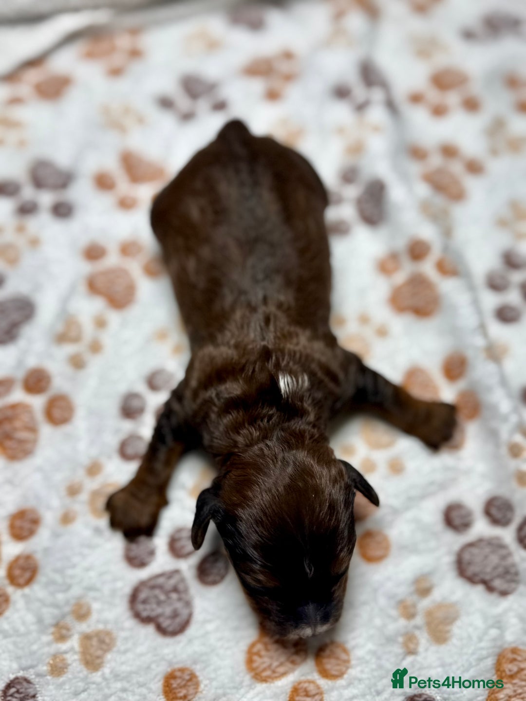 Cockapoo dogs for sale: Beautiful Fully Health Tested Cockapoos - Image 23