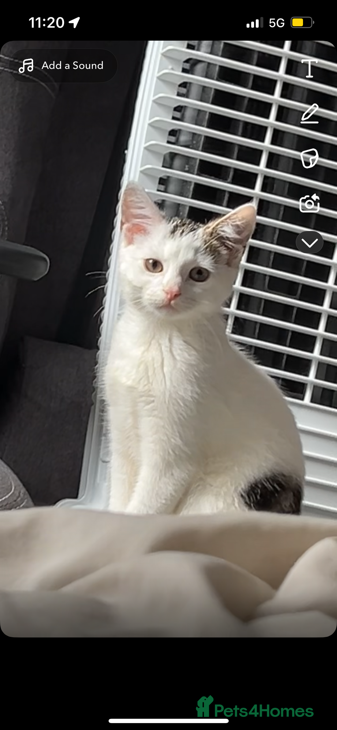 Domestic Shorthair cats for sale: 14 week Kitten - Image 2