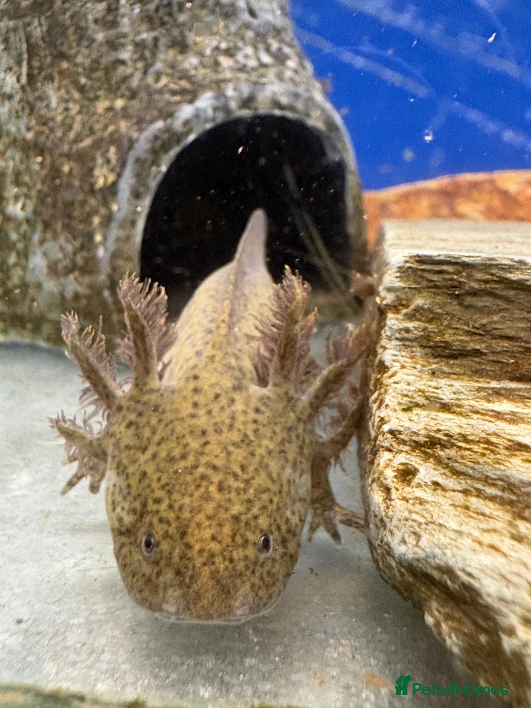 Axolotl reptiles for sale: Adorable Axolotls  - Advert 3