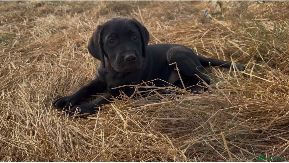 Labrador Retriever dogs FAMILY RAISED KC LABRADORS - Advert 1