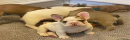 French Bulldog dogs for sale: Family Raised PURE French Bulldog puppies for sale - Advert 5