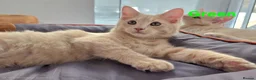 Maine Coon cats for sale: Rare Colour 3/4 Maincoon Ragdoll Mix Kitten - Advert 7