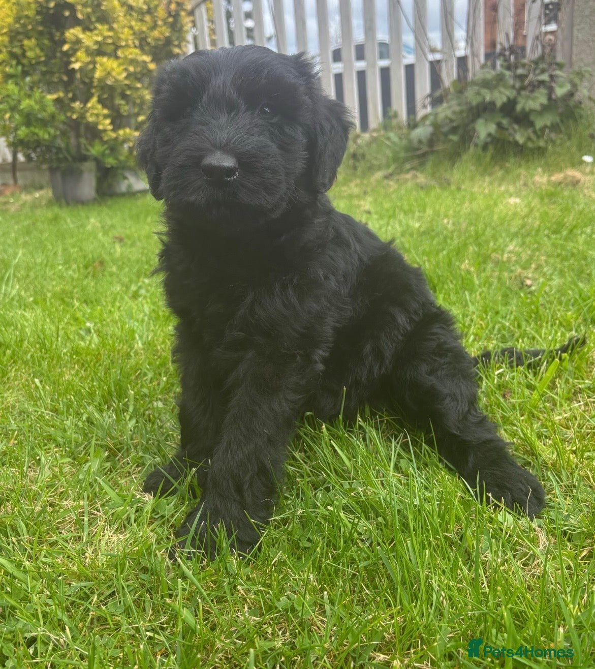 Giant Schnauzer dogs KC Giant Schnauzer Puppies - Advert 1