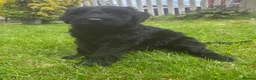 Giant Schnauzer dogs for sale: Ready now! KC Giant Schnauzer Girl Puppy - Advert 1