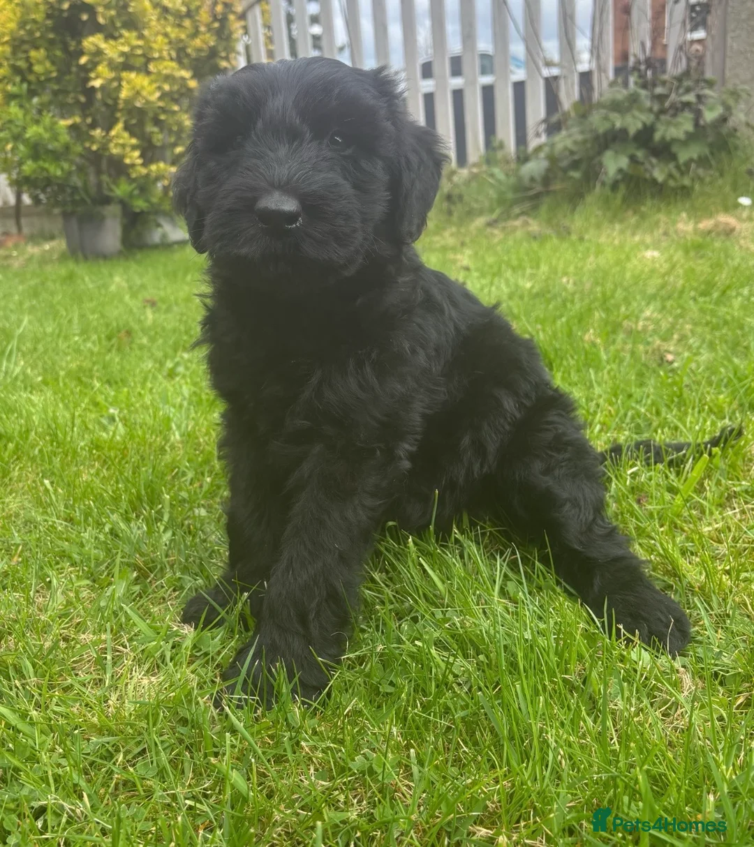 Giant Schnauzer dogs for sale: Ready now! KC Giant Schnauzer Girl Puppy - Advert 1