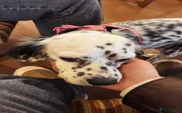English Setter dogs for adoption: Ruby and Ellie - 2.5 years old | Female Setters - Image 18