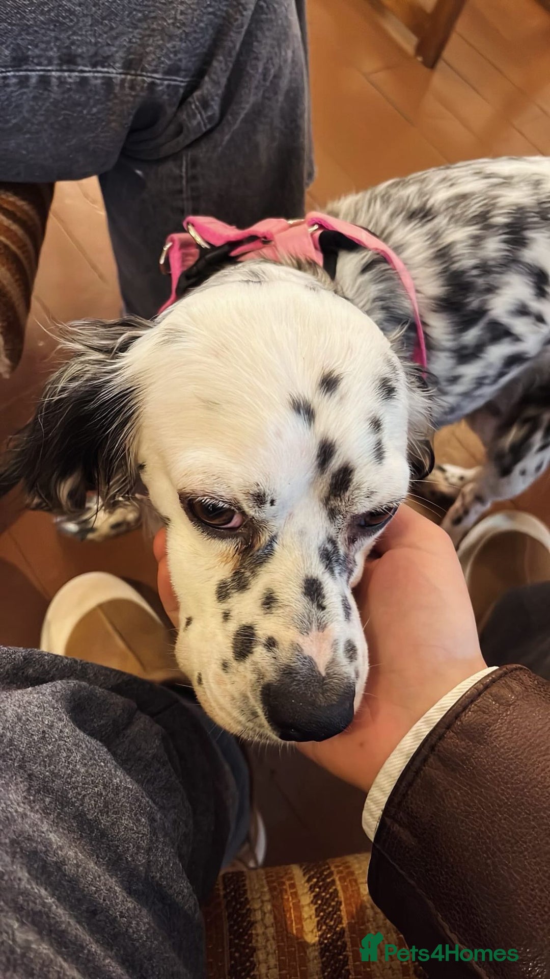 English Setter dogs for adoption: Ruby and Ellie - 2.5 years old | Female Setters - Image 18