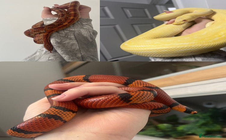 Mixed Breed reptiles - Advert 3