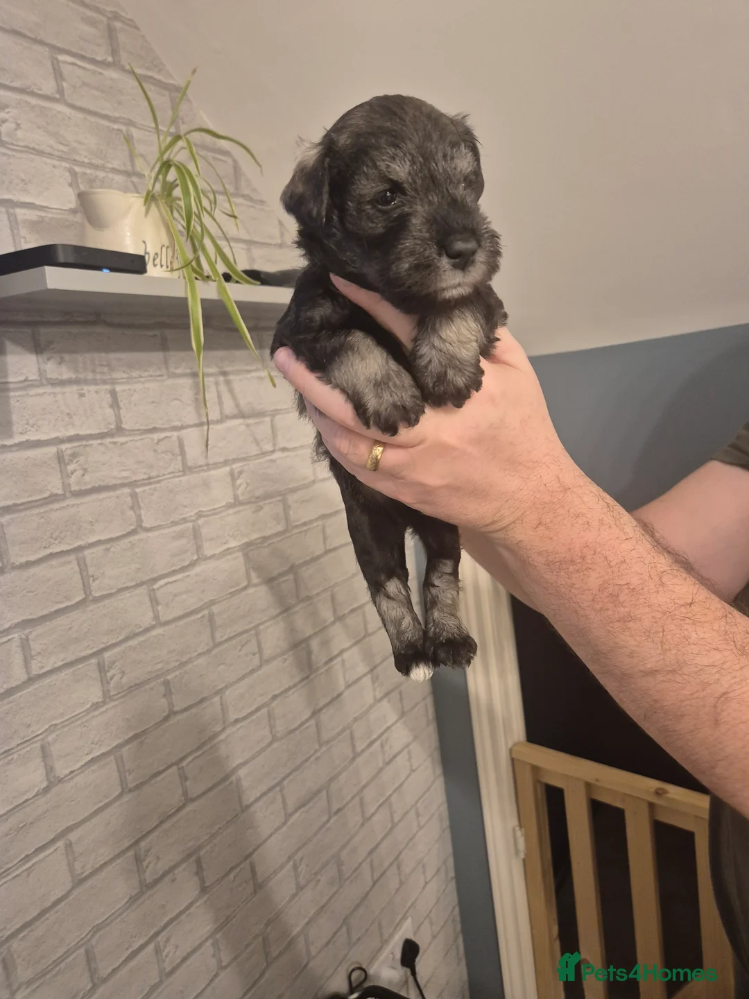 Miniature Schnauzer dogs for sale: KC Registered Miniature Schnauzer Puppies - Advert 20