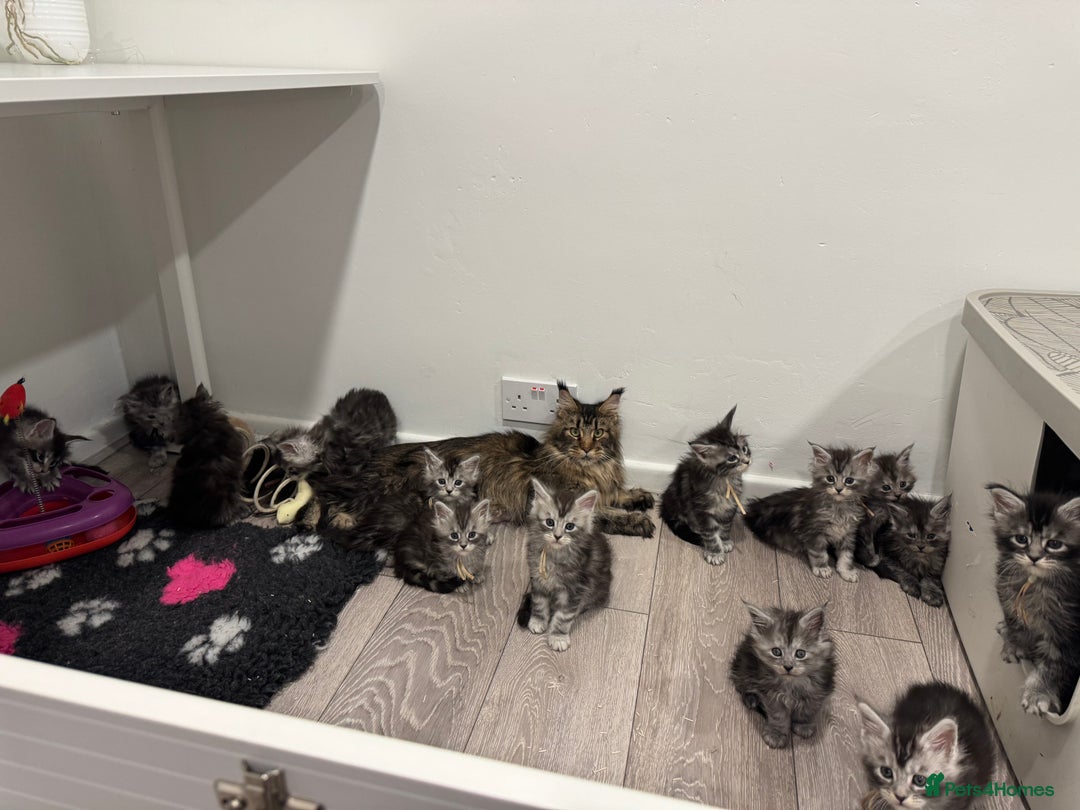 Maine Coon cats for sale: Stunning Maine Coon kittens  - Image 13