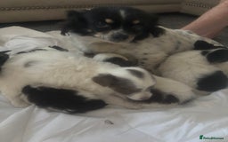 Mixed Breed dogs for sale: Miniature teacup chihuahua X Jack russell puppies  - Image 9