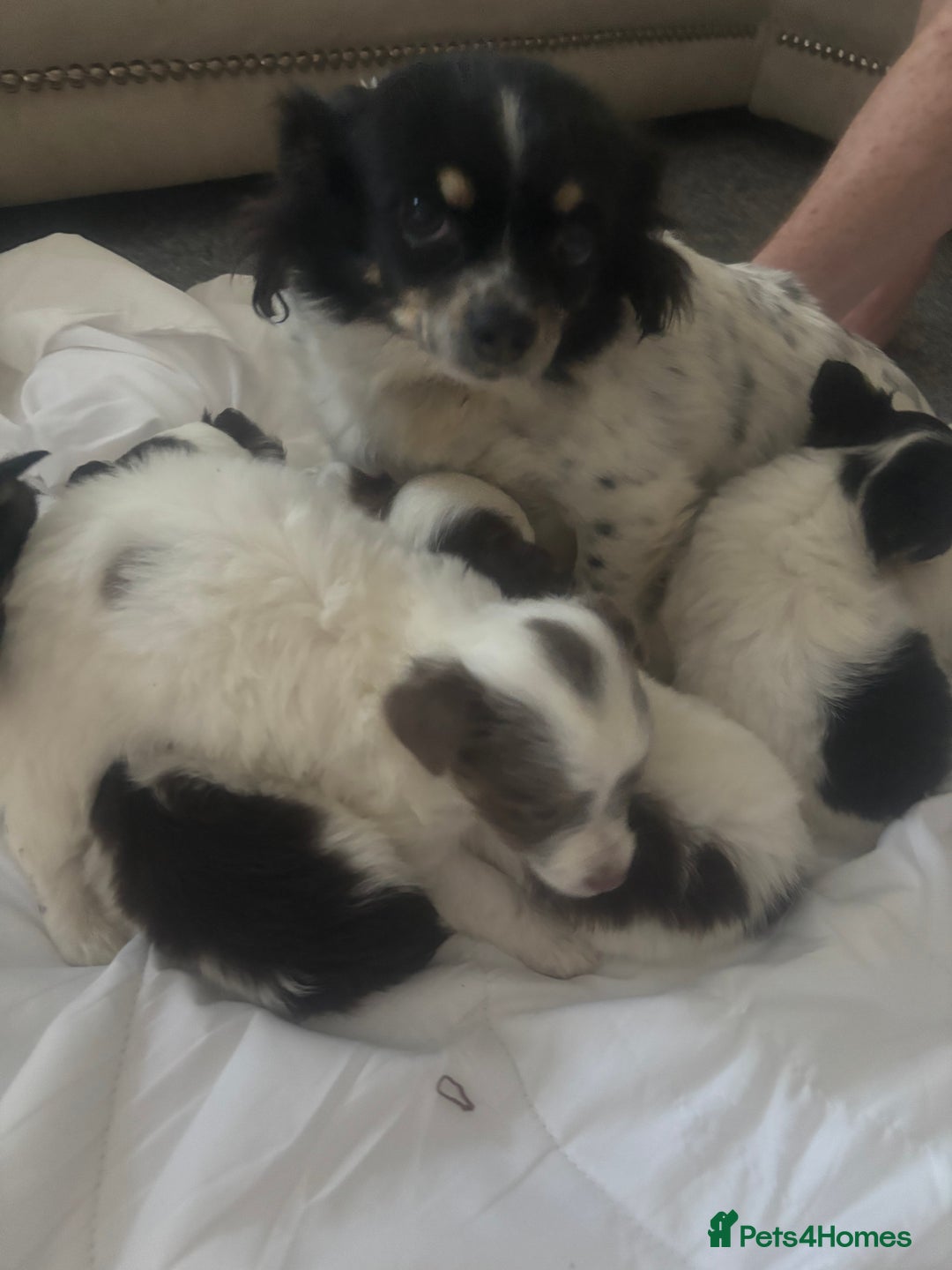 Mixed Breed dogs for sale: Miniature teacup chihuahua X Jack russell puppies  - Image 9