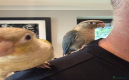 Conures birds for sale: Baby Hand Reared Conures 18 weeks Old - Image 11