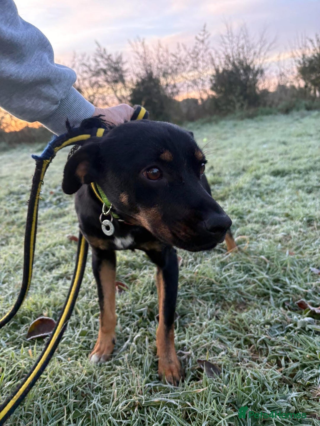 Mixed Breed dogs for adoption: Helen - Norwich Norfolk  - Advert 6