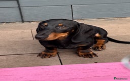Dachshund dogs for sale: Black and Tan Dachshund - Image 1