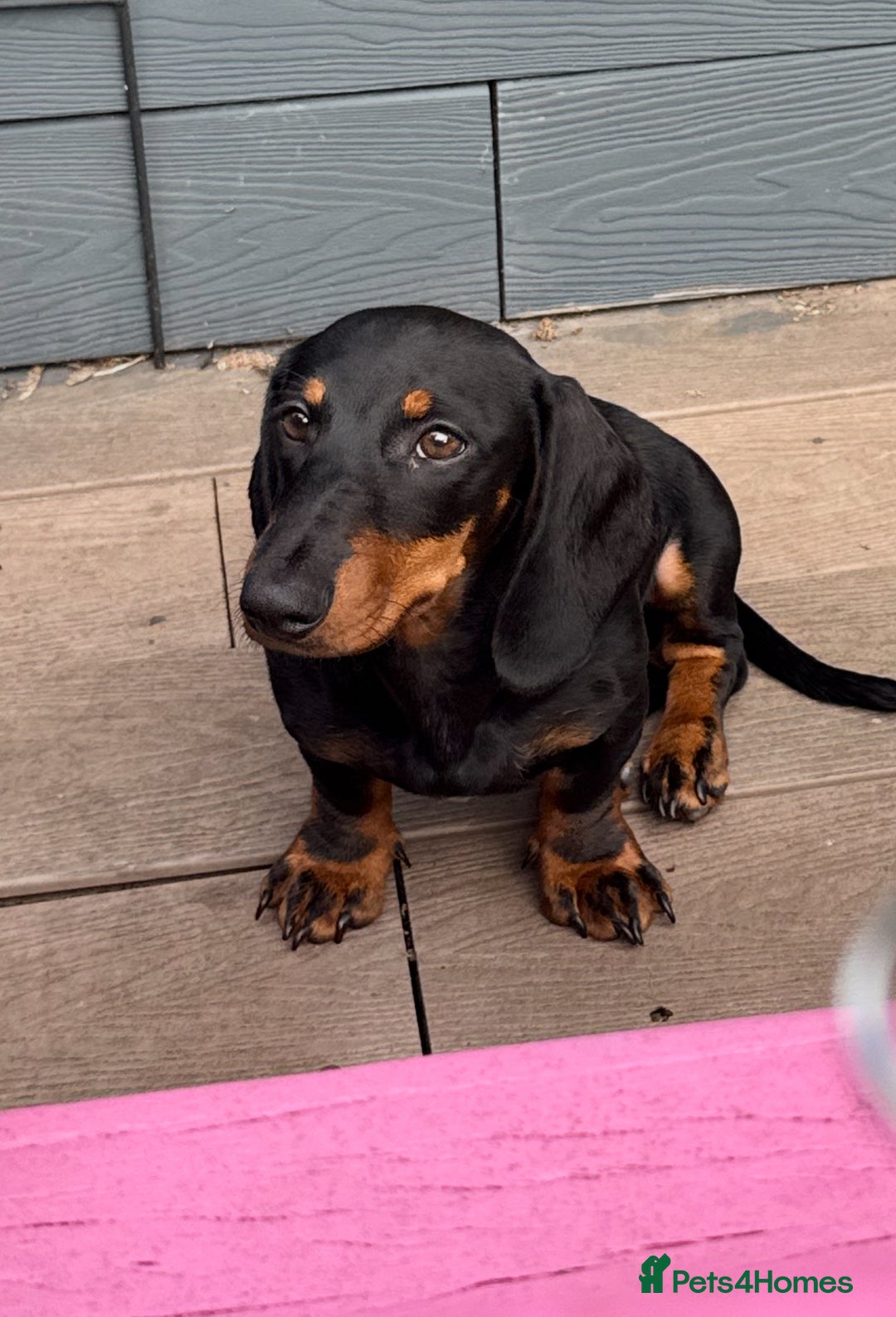 Dachshund dogs for sale: Black and Tan Dachshund - Image 1