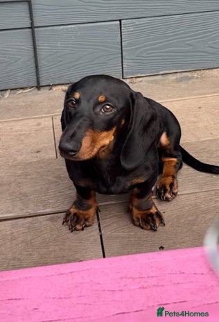 Dachshund dogs - Advert 16