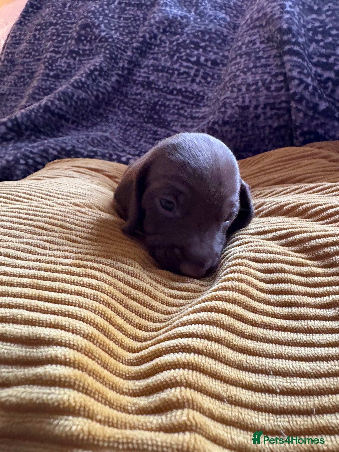 Miniature Dachshund dogs for sale: Beautiful miniature dachshunds for sale  - Image 4