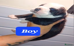 Mixed Breed dogs for sale: Taylors Minidane (Bulldane) Pups Available  - Image 10