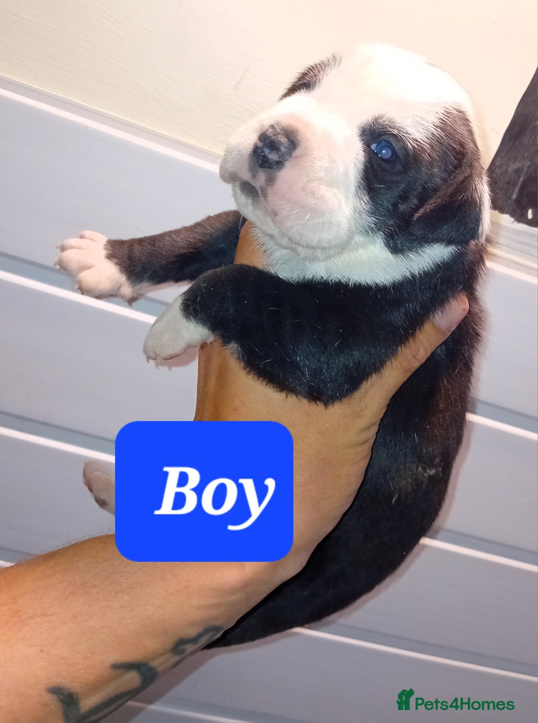 Mixed Breed dogs for sale: Taylors Minidane (Bulldane) Pups Available  - Image 10
