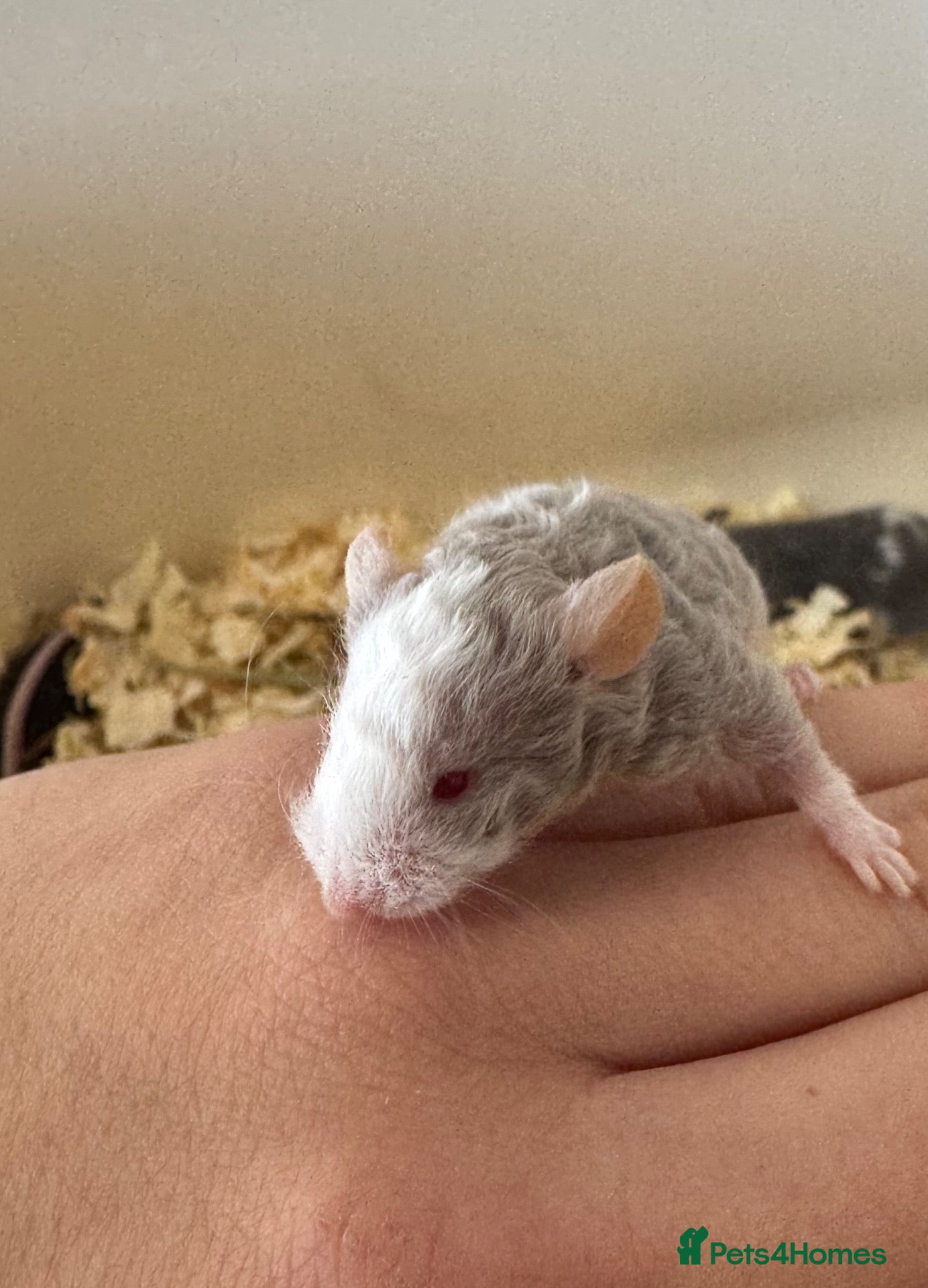 Mouse rodents Male Fancy Mice - Advert 1