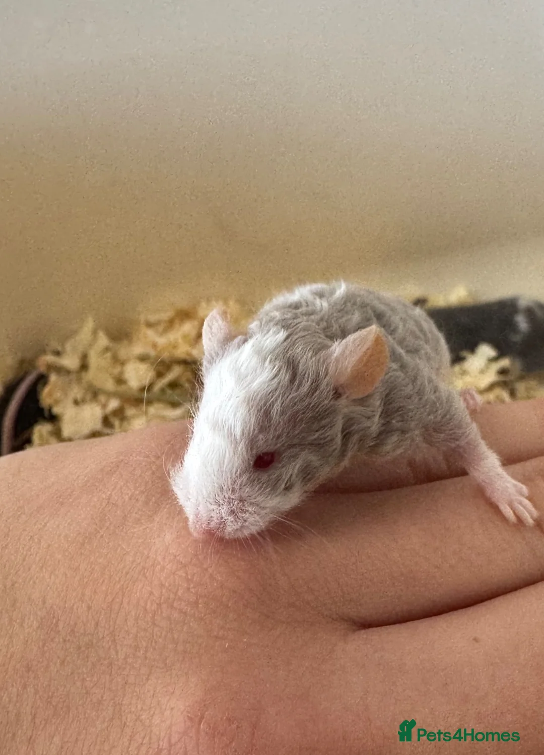 Mouse rodents for sale: Male Fancy Mice - Advert 1