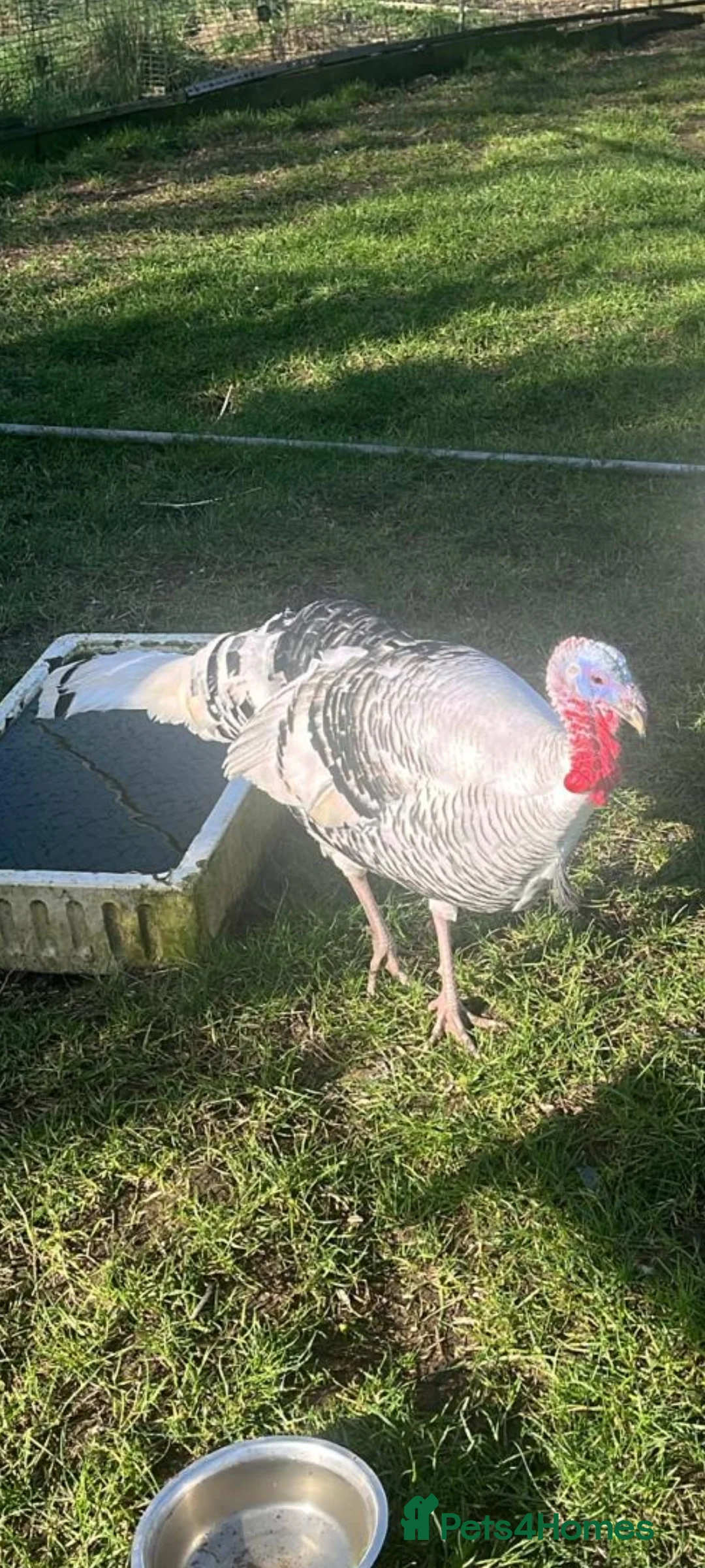 Lovebirds birds for sale: Male turkeys for sale - Advert 1