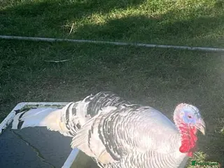 Lovebirds birds Male turkeys for slae - Advert 1