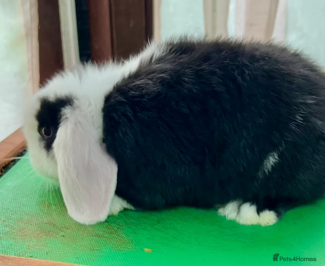 Mini Lop rabbits for sale: Beautiful coloured Mini Lops - Advert 20