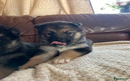 Shepsky dogs for sale: SOLD puppy’s for sale  - Image 11