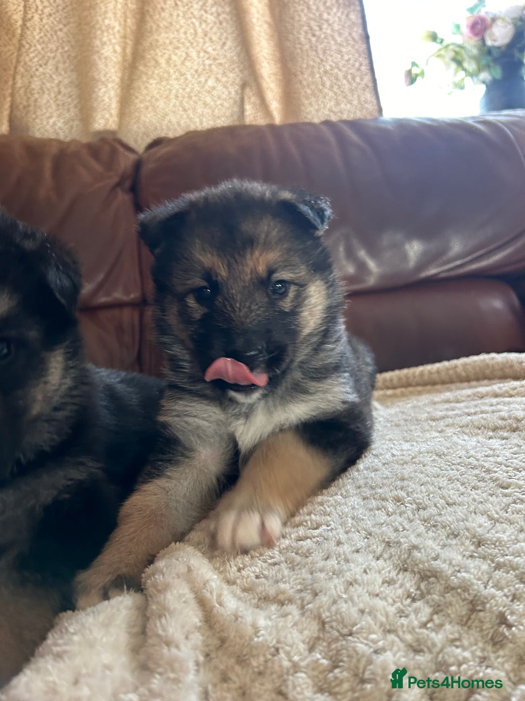 Shepsky dogs for sale: SOLD puppy’s for sale  - Image 11