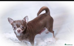 Chihuahua dogs for sale: 💙🐾🐶KC registered long coat boy (reserved)🐾 💙  - Image 5