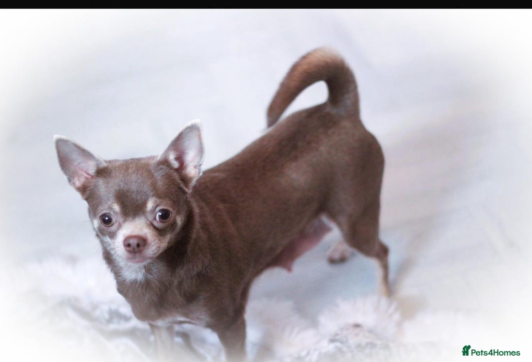 Chihuahua dogs for sale: 💙🐾🐶KC registered long coat boy (reserved)🐾 💙  - Image 5