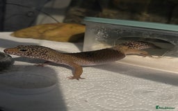 Gecko reptiles for sale: Female leopard gecko sale - Image 1