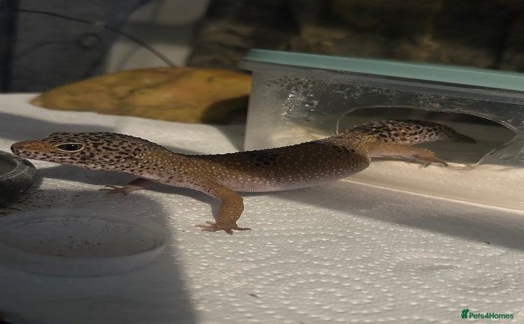 Gecko reptiles - Advert 1