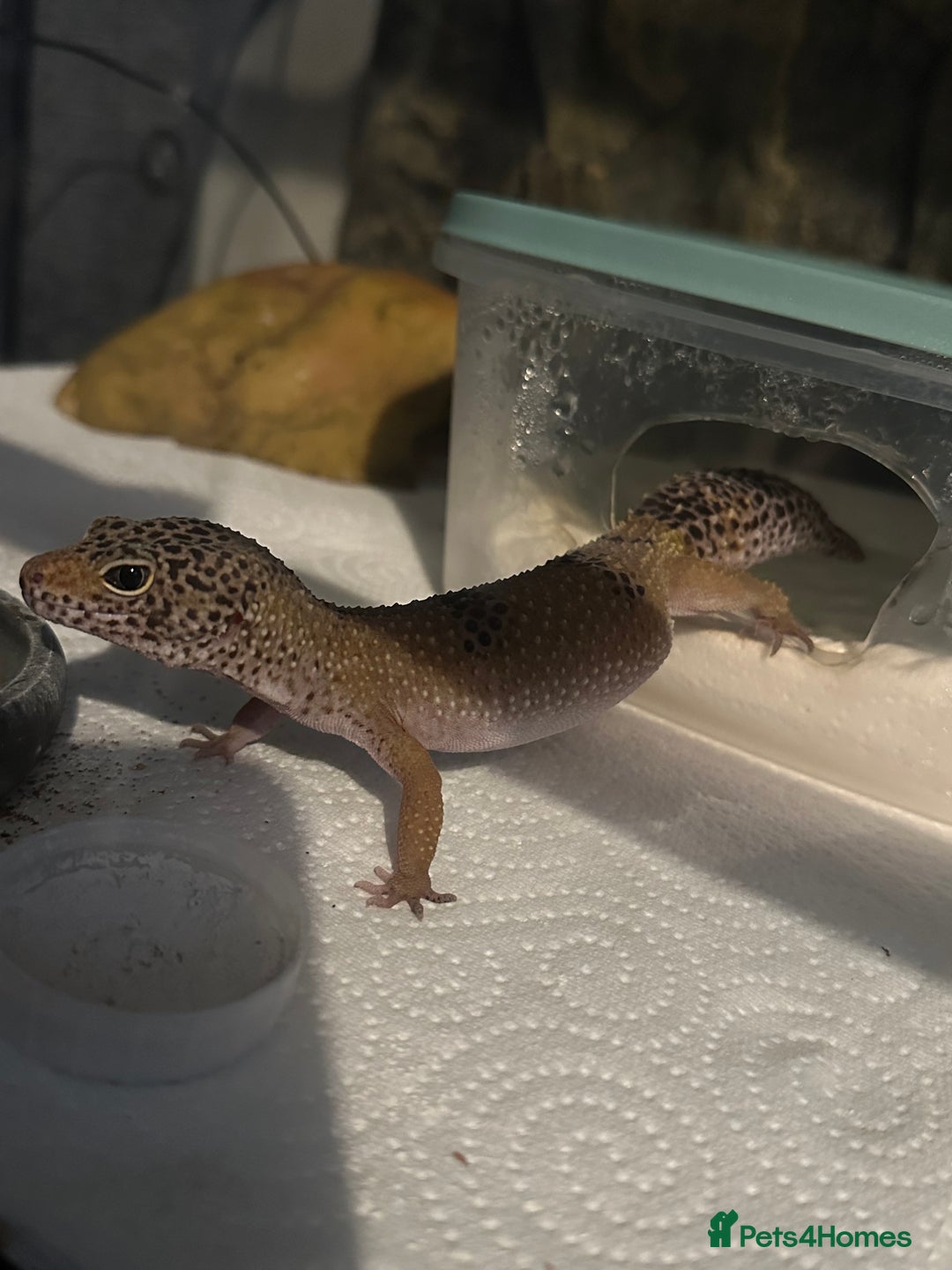 Gecko reptiles for sale: Female leopard gecko sale - Image 1