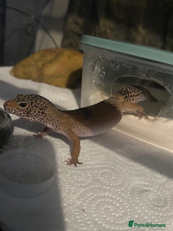 Gecko reptiles - Advert 1
