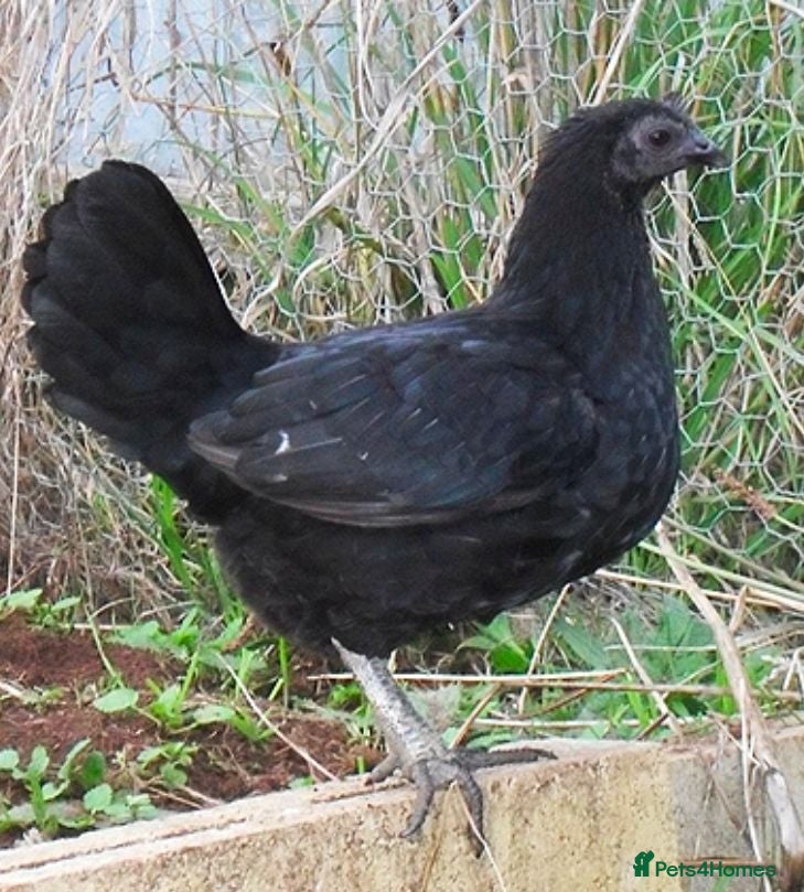 Chickens poultry bantam hens - Advert 8