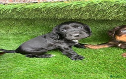 Cocker Spaniel dogs for sale: KC DNA SHOW TYPE COCKER SPANIEL!!  - Image 8
