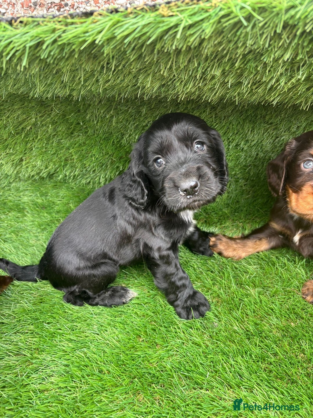 Cocker Spaniel dogs for sale: KC DNA SHOW TYPE COCKER SPANIEL!!  - Image 8