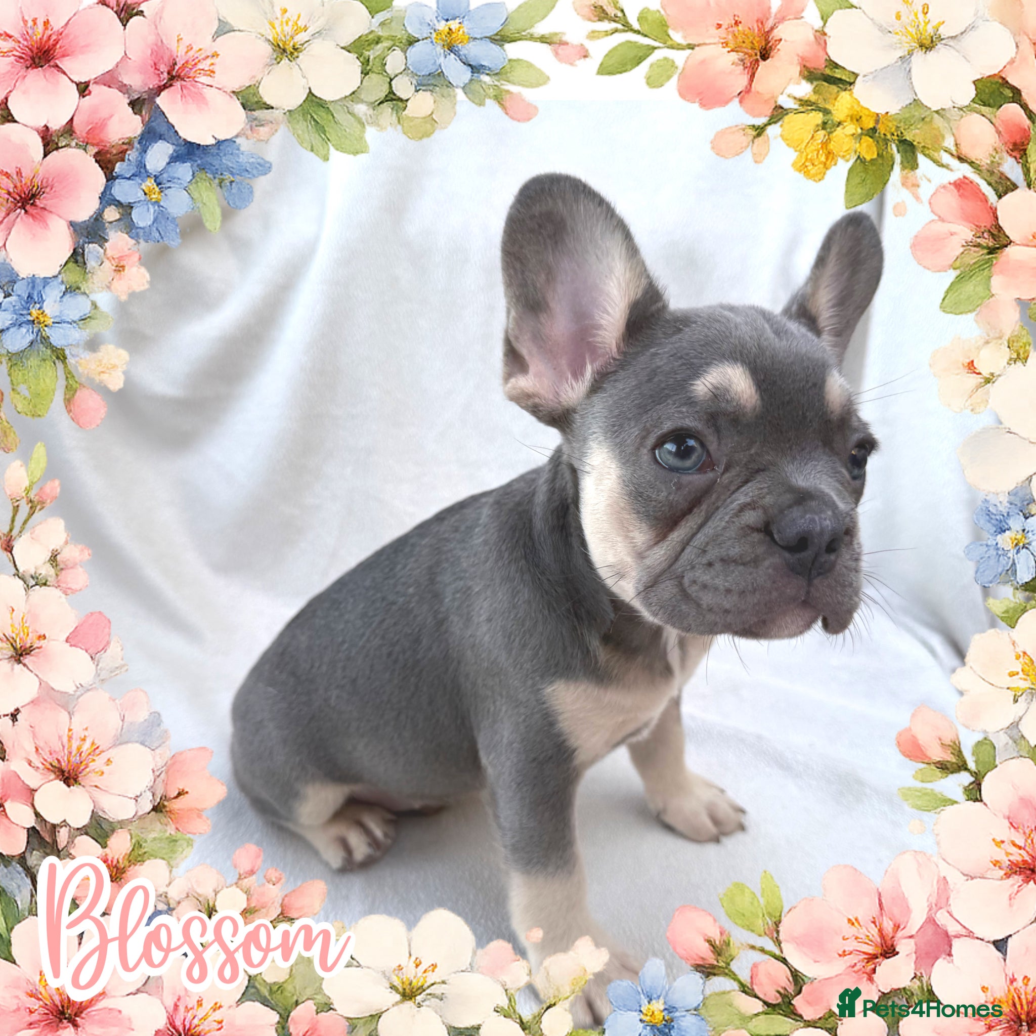 French Bulldog dogs FRENCHIE GIRLS *AMAZING BLOODLINE*READY NOW!! - Advert 1