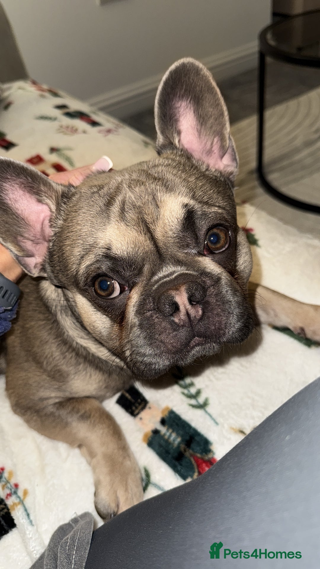 French Bulldog dogs for sale: 2 Male French Bulldogs - Advert 2