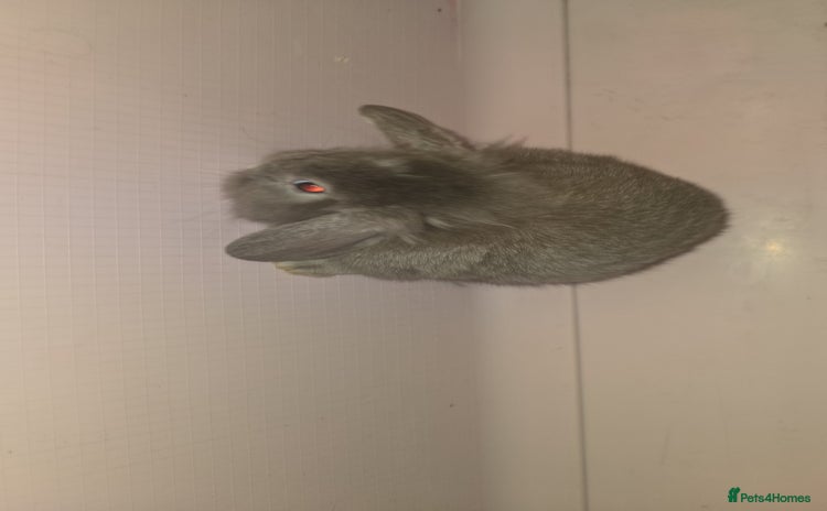 Mini Lion Lop rabbits - Advert 2