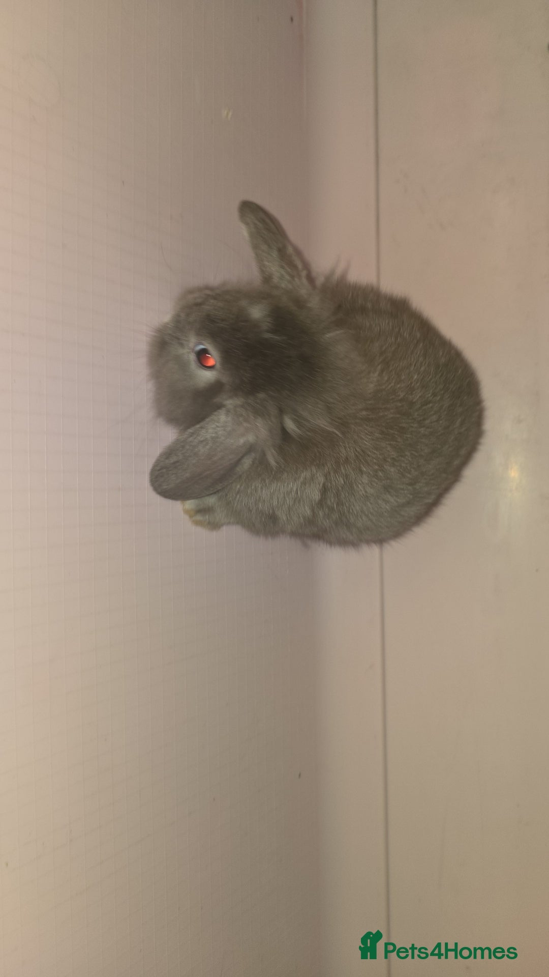 Mini Lion Lop rabbits for sale: Male mini lion lop - Image 1